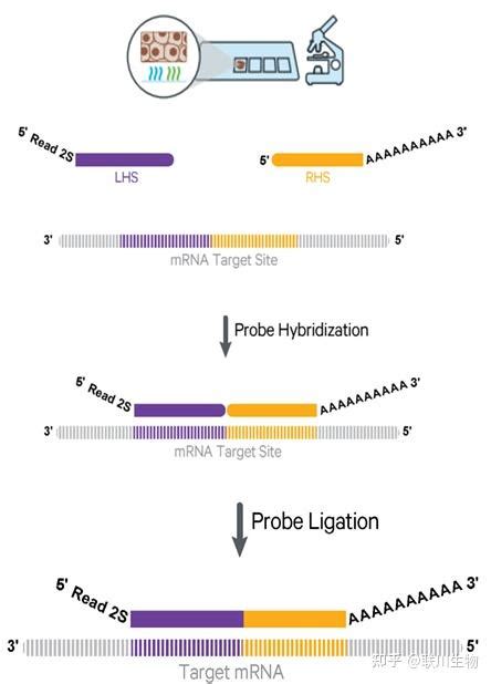 空间转录组技术到底有什么优势如何应用 知乎