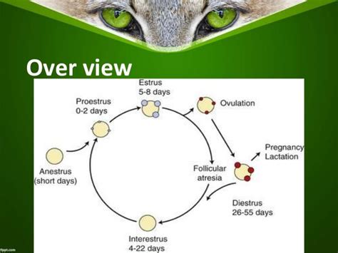 Estrus cycle of cat family