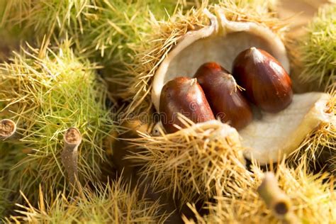 Chestnut Shell On Leaves Stock Image Image Of Seasonal 61476429