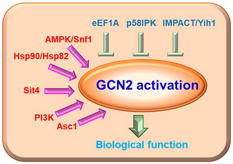 Ijms Free Full Text Multiple Roles Of The Stress Sensor Gcn2 In Immune Cells