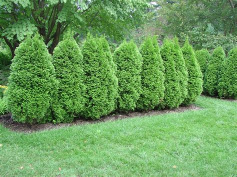 Best Evergreens For North Carolina At Peter Kern Blog