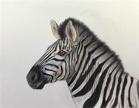 Colored Pencil Zebra My Arts Colored Pencils Zebra