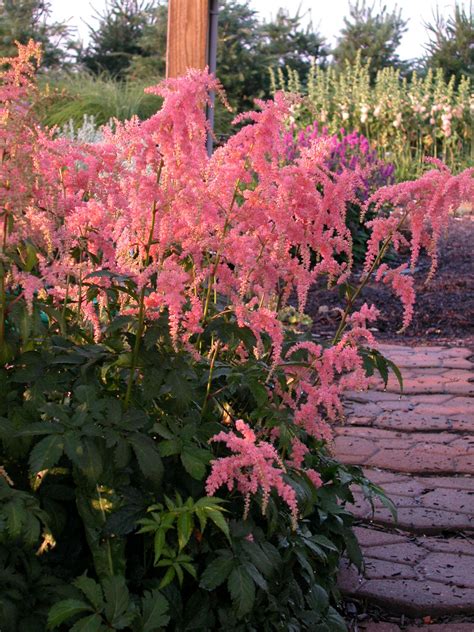 Best Perennials For Minnesota at Whitney Luke blog