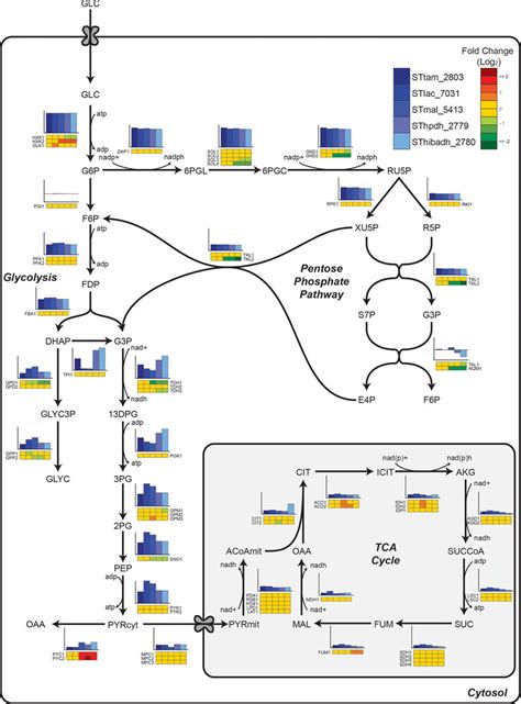 C Based Metabolic Flux And Transcriptomic Analyses Of Central Carbon