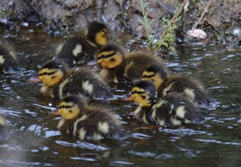 Mallard ducklings at Kit Carson Park - Greg in San Diego