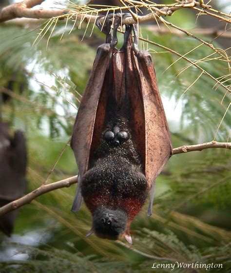 Giant Golden Crowned Flying Fox Wikipedia 60 OFF