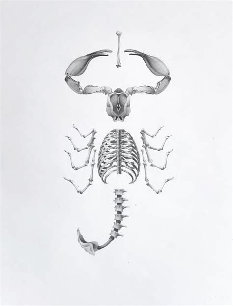 Scorpion Skeleton - Original by Ana Afonso - Nelly Duff