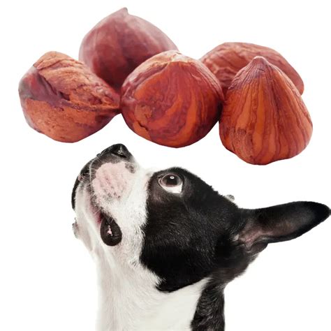 Are Hazelnuts Nuts Bad For Dogs