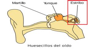 Cual Es El Hueso Mas Diminuto Del Cuerpo Humano Con Celo Aqu