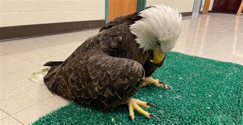 Eagles In The Usa Poisoned By Widespread Lead Pollution Natural