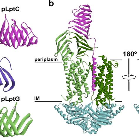 A Structural Homology Of The Lpt Fold X Ray Crystal Structure Of LptA