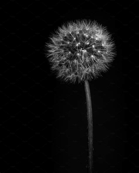 Black and white dandelion featuring dandelion, fine art, and black and white | Abstract Stock ...