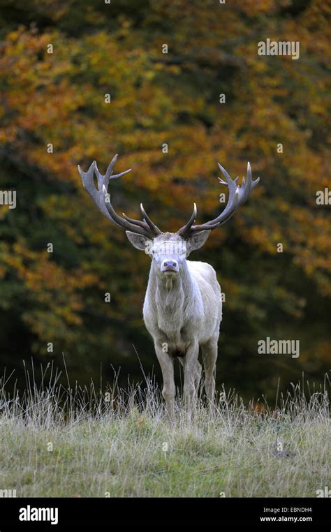 White Morphs Hi Res Stock Photography And Images Alamy