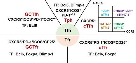 Frontiers T Follicular Helper Cells And T Follicular Regulatory Cells