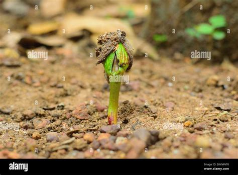 A Seed Turning Into Plant Birth Of A Tree From Seedhow Seed Become