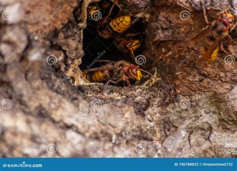 European Hornets Defend The Entry Of Their Hornets Nest Against Invaders And Are A Dangerous And