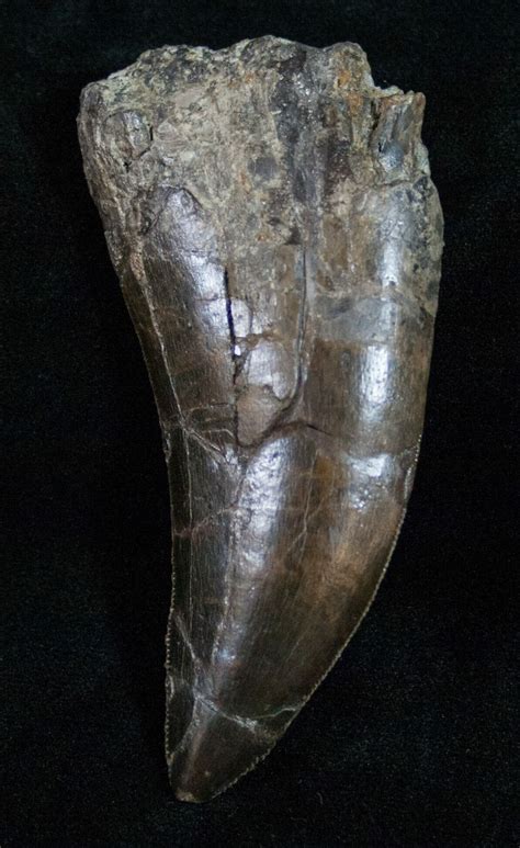 Extremely Rare 3.5" Torvosaurus Tooth - Skull Creek For Sale (#12479 ...