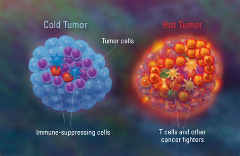 Hot Tumors Vs Cold Tumors Charles River