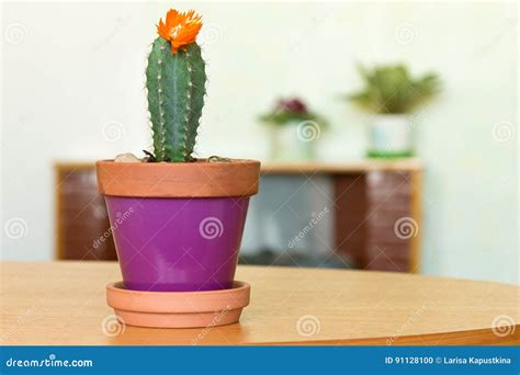 Pianta Di Fioritura Del Cactus In Vaso Da Fiori Ed Altri Fiori Dell