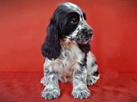 Blue Roan Cocker Spaniel Colour Illusion And Unique Traits Uk Pets