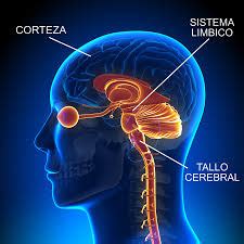 Partes del sistema límbico