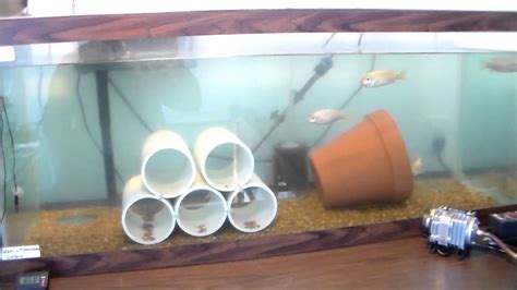 Great Info About How To Build Breeding Tanks Economicrice