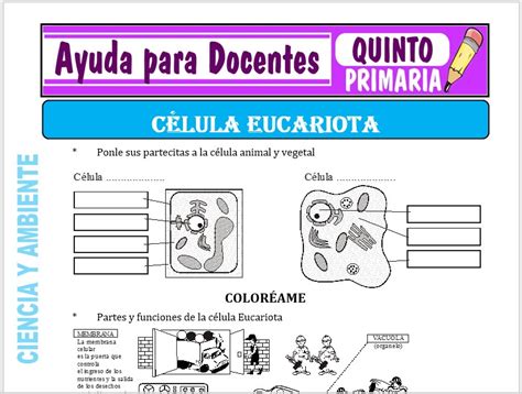 Introducir 58 Imagen Modelo Cientifico De La Celula Abzlocal Mx