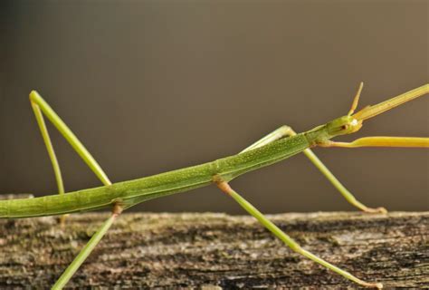 Biziariklik Clonopsis Gallica Insecto Palo