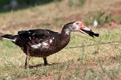 781 Duck Eating Fish Stock Photos - Free & Royalty-Free Stock Photos from Dreamstime