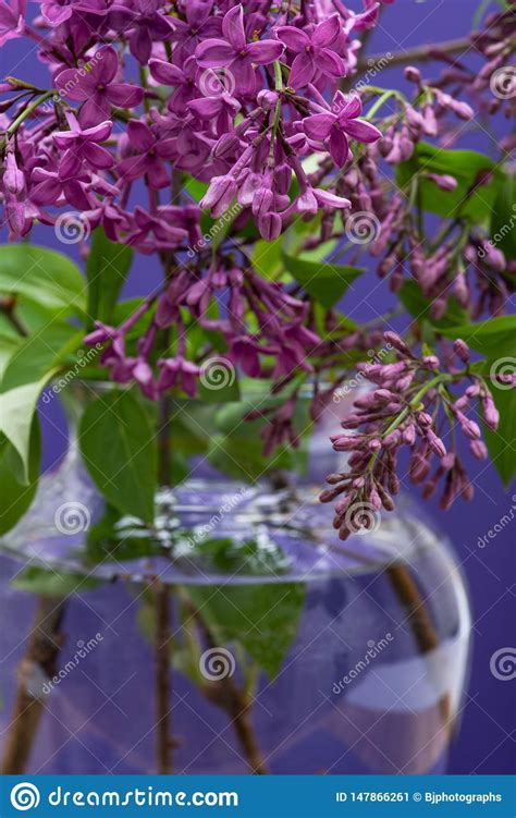 Fresh Cut Purple Lilac Flowers In Clear Glass Vase On Purple Syringa