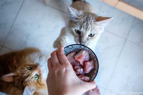 How To Introduce Raw Food To Cats Atelier Yuwa Ciao Jp