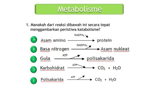 Ppt Metabolisme Powerpoint Presentation Free Download Id5780690