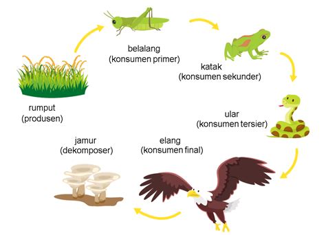 Apa Yg Dimaksud Dengan Rantai Makanan Dan Berikan