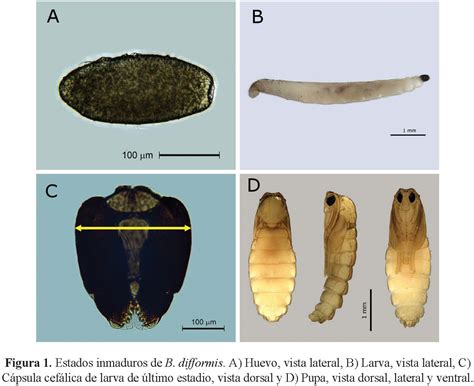 Identificación y caracterización de la mosca negra Bradysia difformis