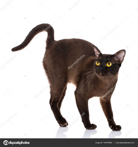 Black Burmese Cat