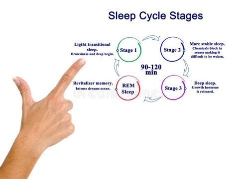 Presenting Sleep Cycle Stages Stock Photo - Image of hormone, screen: 127561876