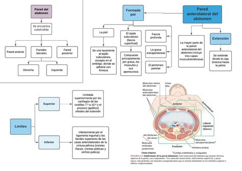 Pared Anterolateral Del Abdomen María Sol Mora uDocz