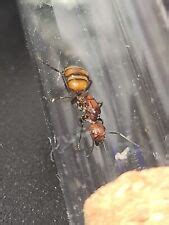 Queen Ant Camponotus Nicobarensis Brood Sciensational Gifts