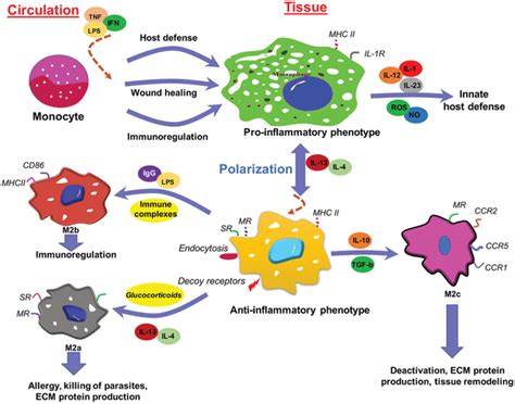 Schematic Representation Of Macrophage Polarization Pathways Mature