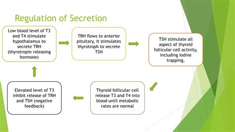 Molecular And Cellular Mechanism Of Action Of Hormones Ppt