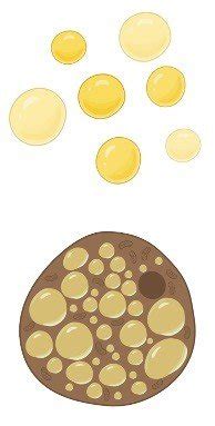 Lipids: Structure, Types, Examples, Functions, Types