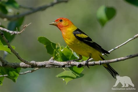 Wild Colorado - Fascination Wildlife