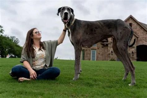 Os 10 maiores cachorros do mundo Curta Mais Goiânia