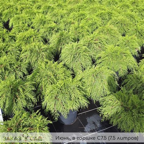 Микробиота перекрестнопарная купить в питомнике