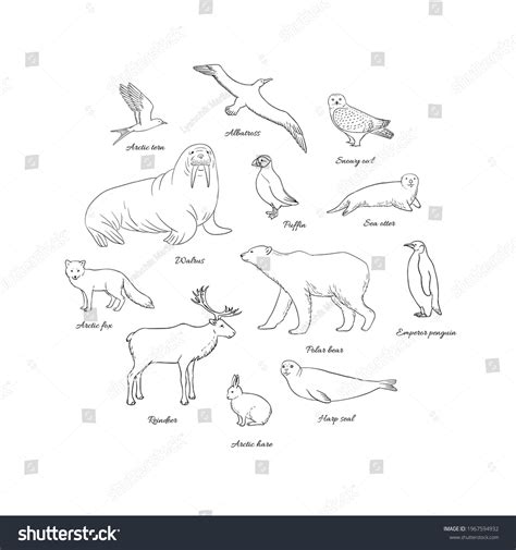 Arctic Animals Set Circle Polar Mammals Stock Vector (Royalty Free ...