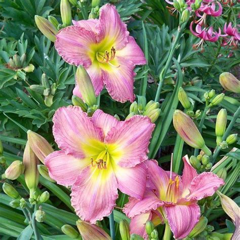 Photo Of The Entire Plant Of Daylily Hemerocallis Tax And Spend