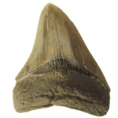 11 Legit Places To Find Megalodon Tooth In Georgia In 2024