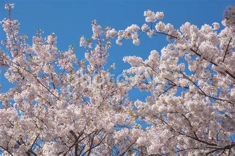 青空に映える満開の桜 No 1614068｜写真素材なら「写真ac」無料（フリー）ダウンロードok