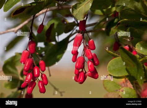 Berberis Vulgaris Berry Hi Res Stock Photography And Images Alamy