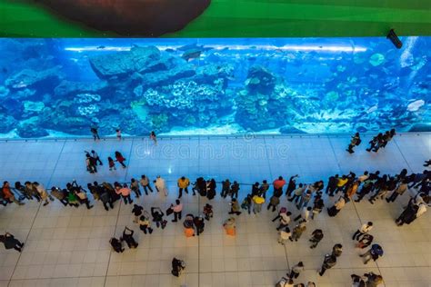 Aquarium Dans Le Centre Commercial De Duba Photographie Ditorial